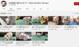 猪哥哥天天爆料视频大全